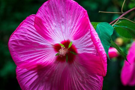 Bright fuchsia  flower blooming on a summer dayの写真素材