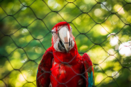 Macaw parrot in a cage at the John Ball zoo