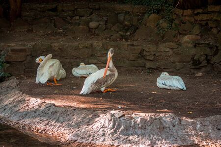 Pelicans lounging in the shade at the zoo on a summer dayの写真素材
