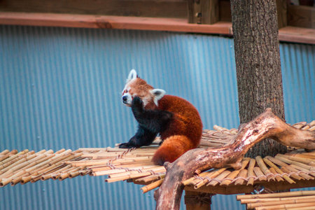Red panda walking across a bridge at the zoo