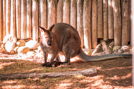 Wallaby hopping around an enclosure at the John Ball Zoo