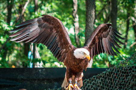 Bald eagle spreading its wings  at the zoo