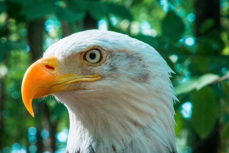 Close up of bald eagleの写真素材