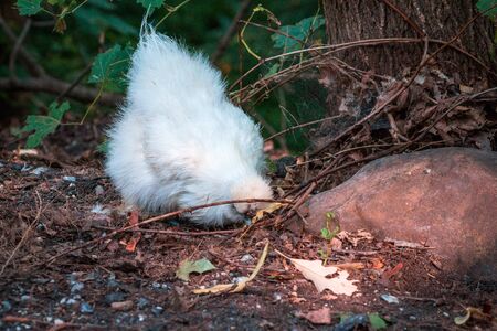 fluffy chick digging for food in the dirtの写真素材