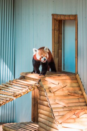 Red Panda climbing around its enclosureの写真素材