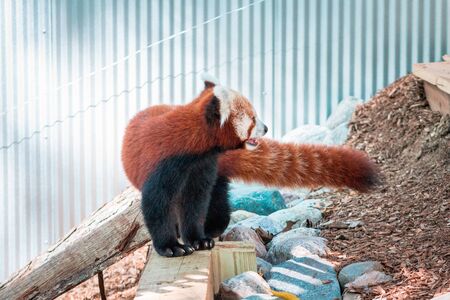 Red panda playing at the John Ball zoo on a summer day in Grand Rapids Michiganの写真素材