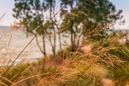 sea grass on a dune off of Lake Michiganの写真素材