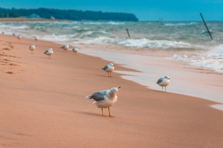 Seagulls lining the beach of Saugatuck Michiganの写真素材