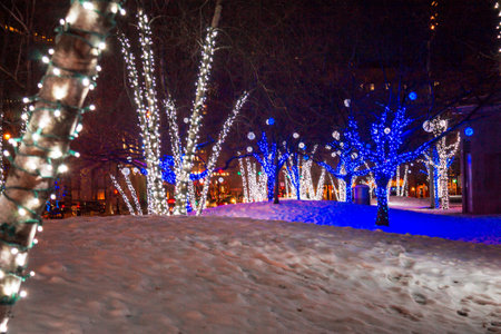 trees lit up in Rosa Parks Circle