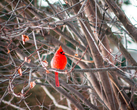 Cardinal sitting in a maple tree in the winter