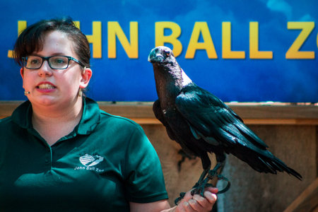 black bird and a zoo keeper at a bird show at the John Ball Zoo