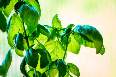 Basil leaves growing in a garden