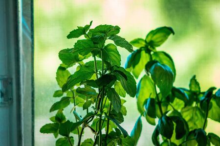 spearmint growing in a home garden in the summerの写真素材