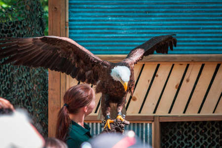 Bald eagle spreading its wings  at the John Ball Zooのeditorial素材