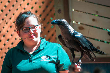black bird and a zoo keeper at a bird show at the John Ball Zoo in Grand Rapids Michiganのeditorial素材
