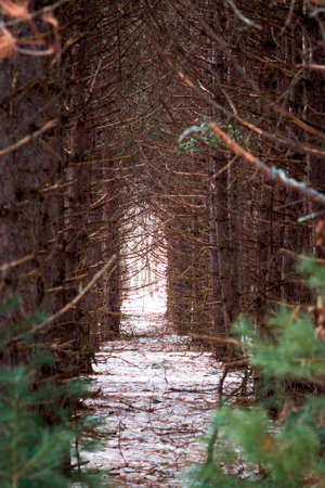 Looking through the pine trees in the middle of winterの写真素材