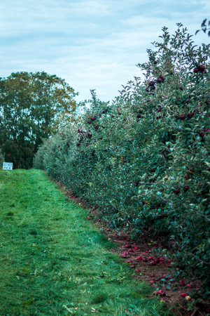 Rows of apple trees with ripe fruit at an orchard