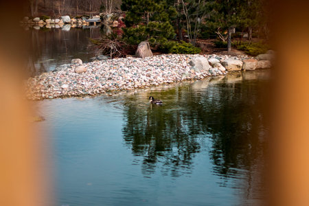 Goose swimming in the japanese garden in the Spring