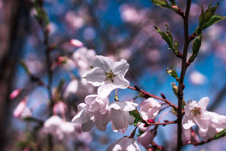 Close up shot of a cherry blossomの写真素材
