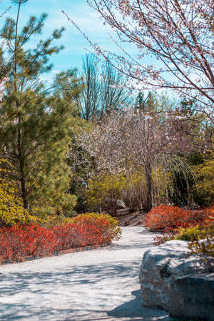 Path leading to the cherry blossom coveの写真素材
