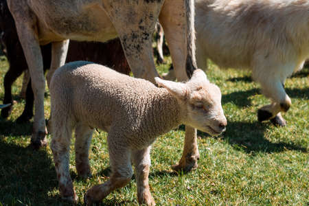 Lamb walking around a petting zooの写真素材