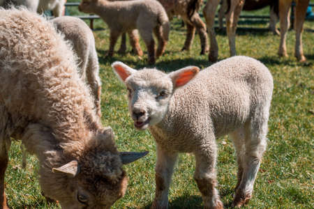 Lamb bleating in a petting zooの写真素材