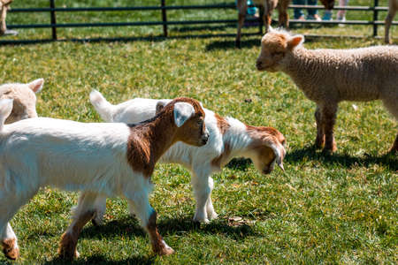 Goats in a petting zooの写真素材