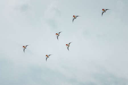 Kites flying during kite show in Grand Rapids Michigan during the kite festivalのeditorial素材