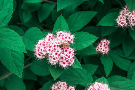 Bee checking out some flowersの写真素材