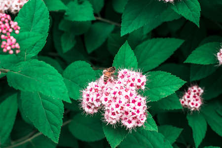 Close up of a bee on a group of flowersの写真素材