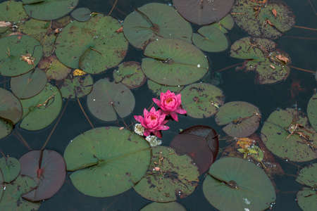 Pair of pink water lilies in bloomの写真素材
