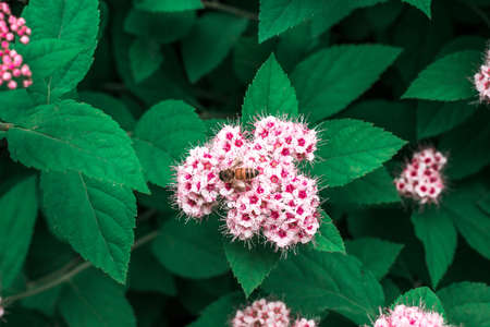 Bee checking out some flowers in a gardenの写真素材