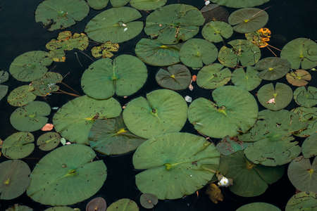 lilypads on the water of a lakeの写真素材