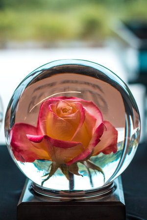 Rose encased in a glass ball