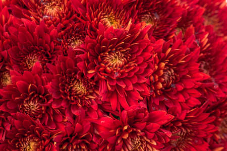 Red chrysanthemums in full blooming a gardenの写真素材