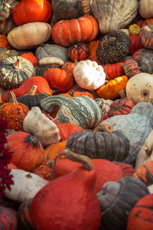 Pile of pumpkins used as decorations in the seasonal greenhouse