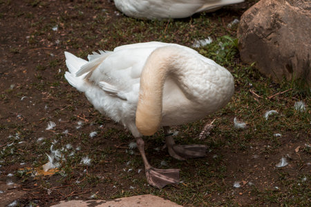 Duck preening feather at the zooの写真素材