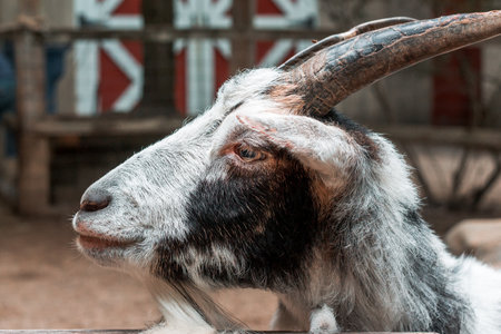 Close up of a goat at a petting zooの写真素材