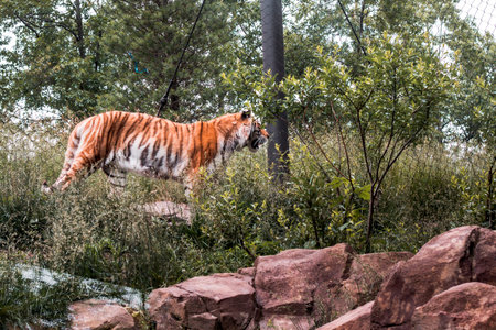 Amur tiger walking through an enclosure