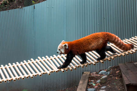 Red panda walking across a bridgeの写真素材