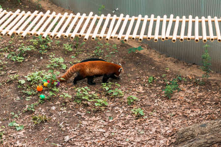 Red panda running around on the floor of an enclosure at the zooの写真素材