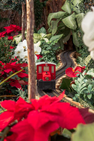 Red model train running through poinsettias in a holiday display in a gardenのeditorial素材