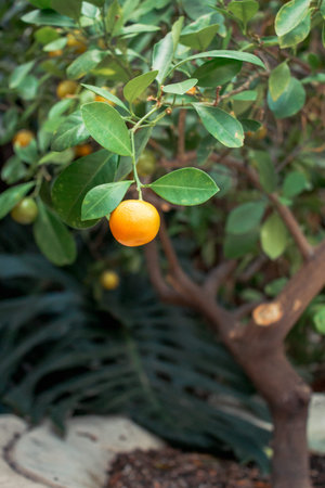 Small tangerine growing on a tree