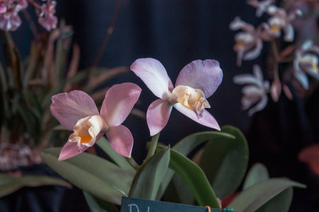 purple daffodil blooming in a gardenの写真素材