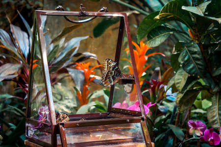 Butterfly release in a tropical greenhouseの写真素材
