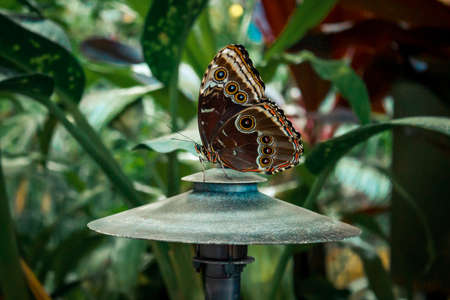 Close up shot of a brown butterfly perched on a lampの写真素材