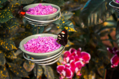 Butterflies feeding in a gardenの写真素材