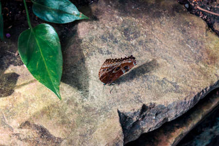 Brown butterfly sitting on a rock in a gardenの写真素材