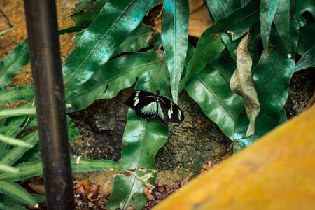 Butterfly hiding in a bush in a gardenの写真素材
