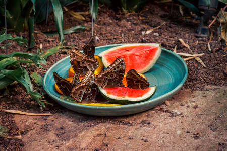 Large group of butterflies eatingの写真素材